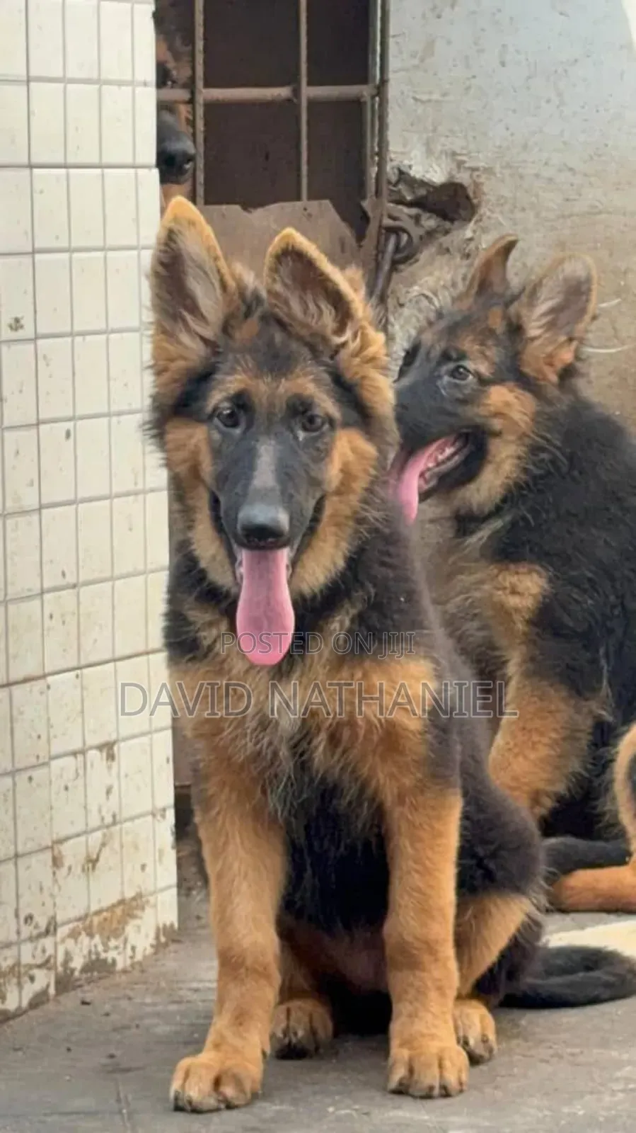 1-3 months Male Purebred German Shepherd
