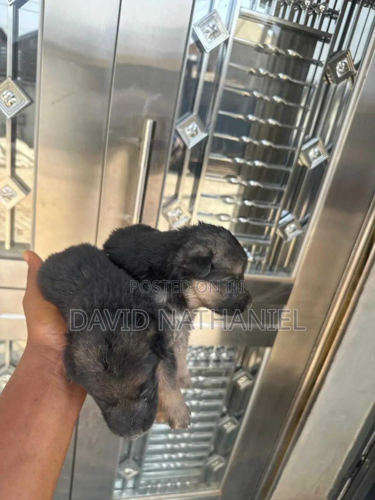 1-3 months Male Purebred German Shepherd