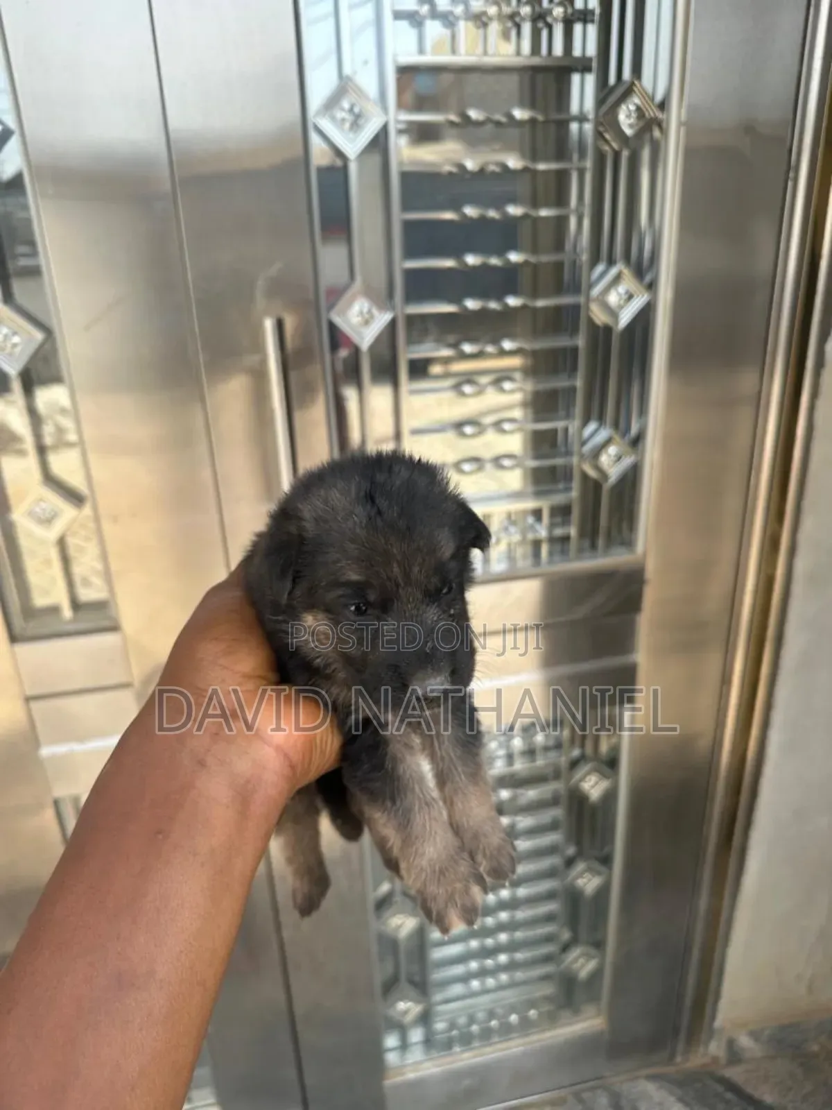 1-3 months Male Purebred German Shepherd
