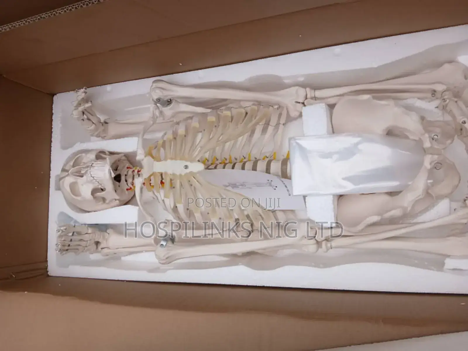 Human Skeleton