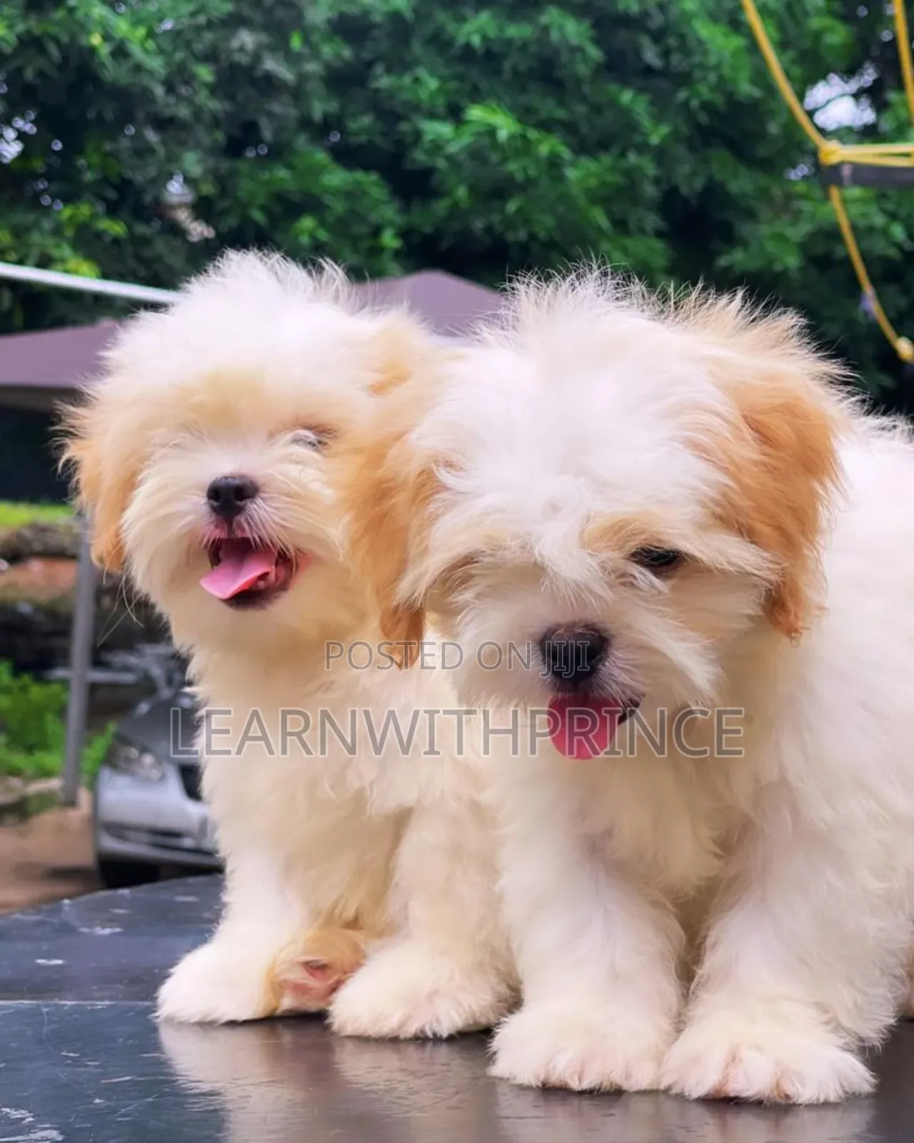 1-3 months Female Purebred Lhasa Apso