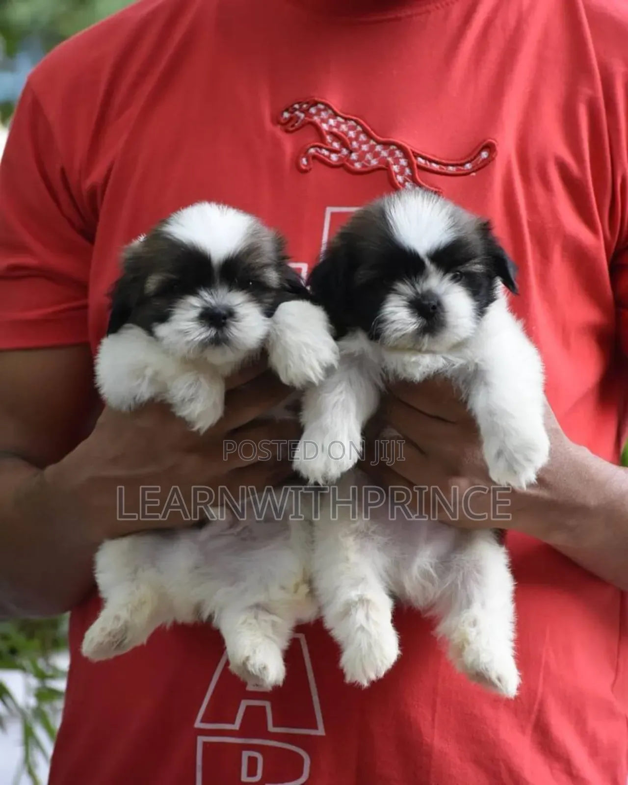 1-3 months Female Purebred Lhasa Apso