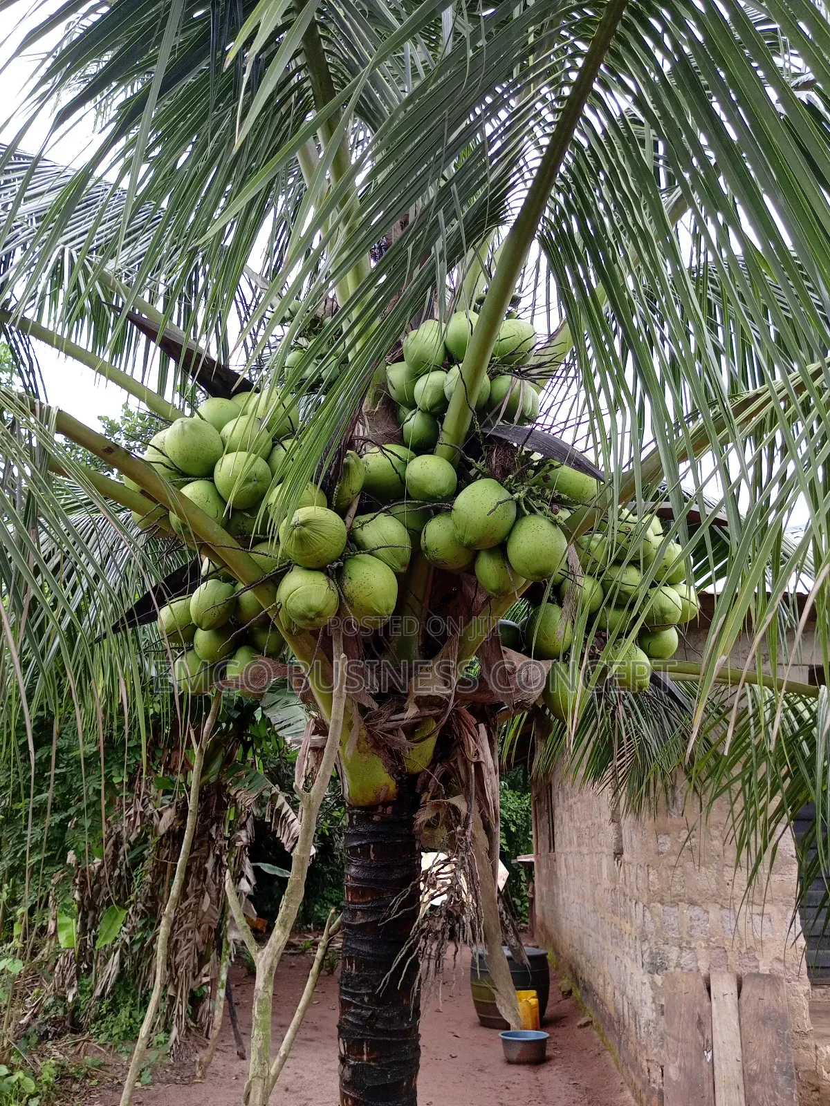 Hybrid Coconut (Dwarf Specie)