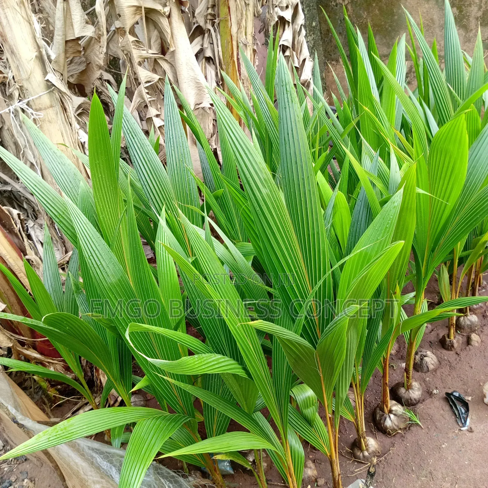 Hybrid Coconut (Dwarf Specie)