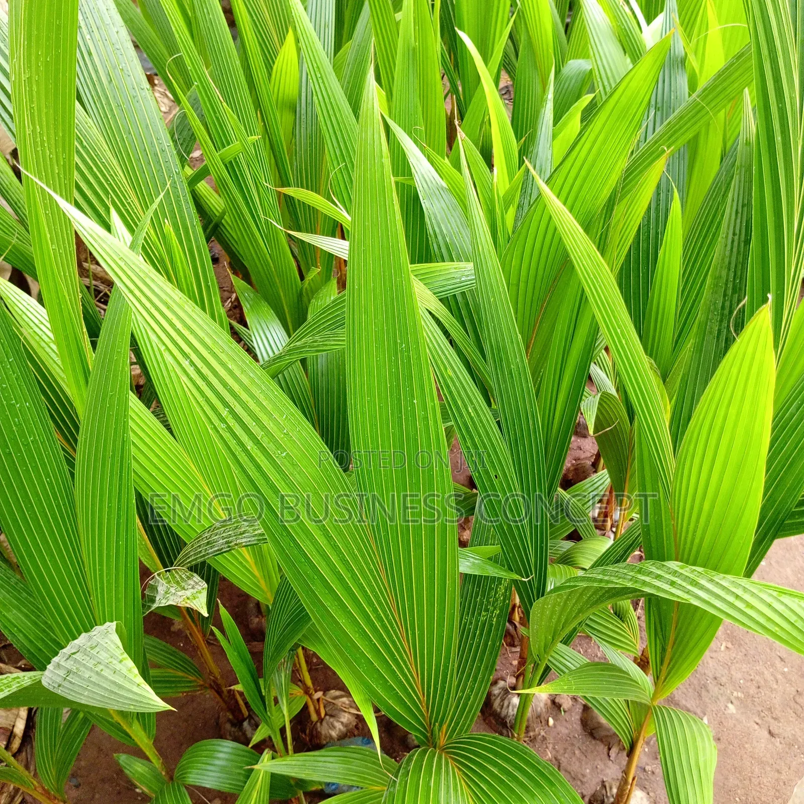 Hybrid Coconut (Dwarf Specie)