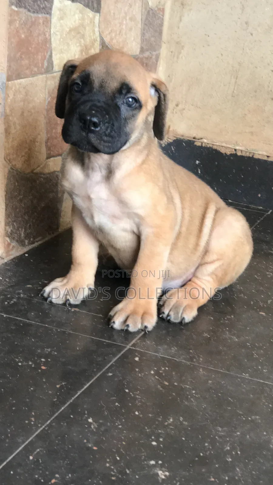 1-3 months Female Purebred Boerboel