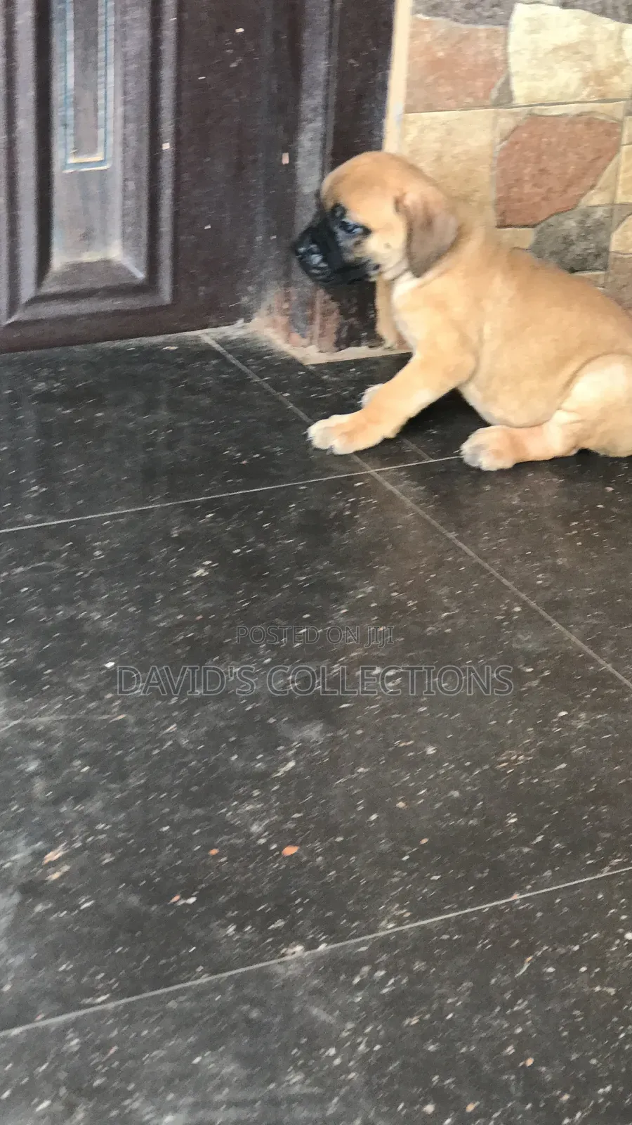 1-3 months Female Purebred Boerboel