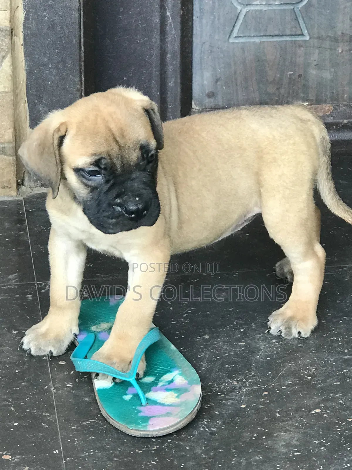 1-3 months Female Purebred Boerboel