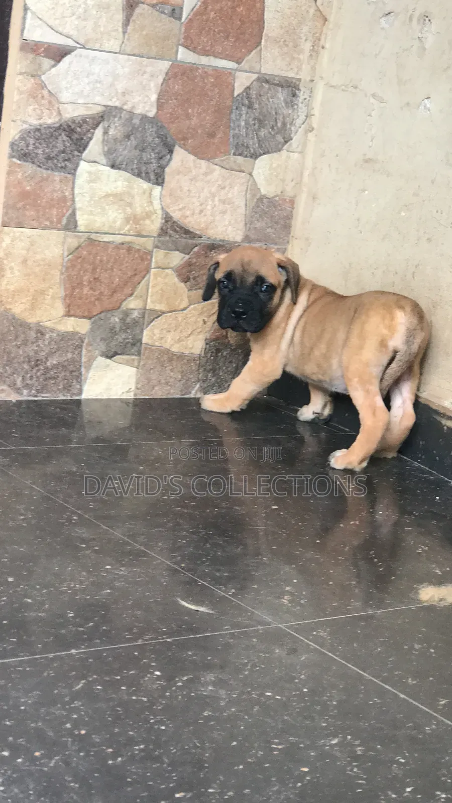 1-3 months Female Purebred Boerboel