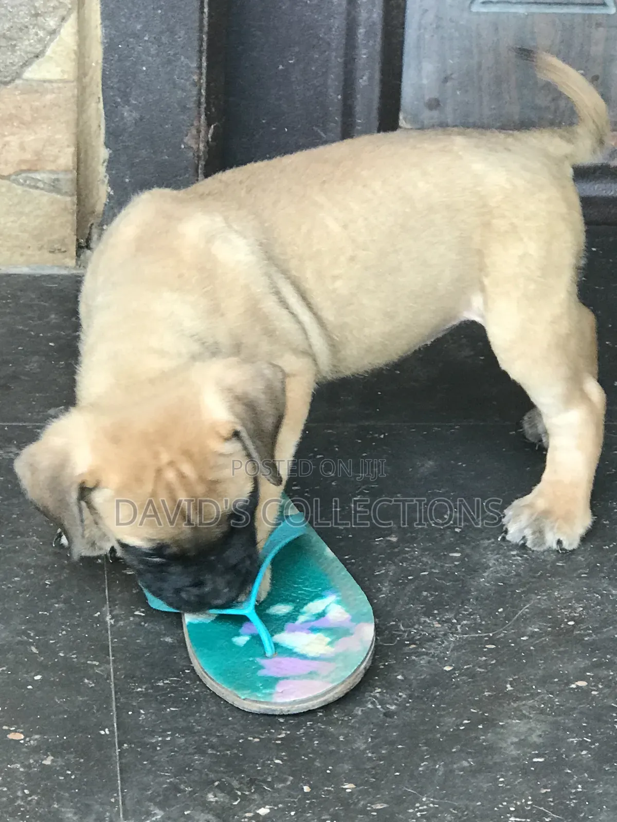 1-3 months Female Purebred Boerboel