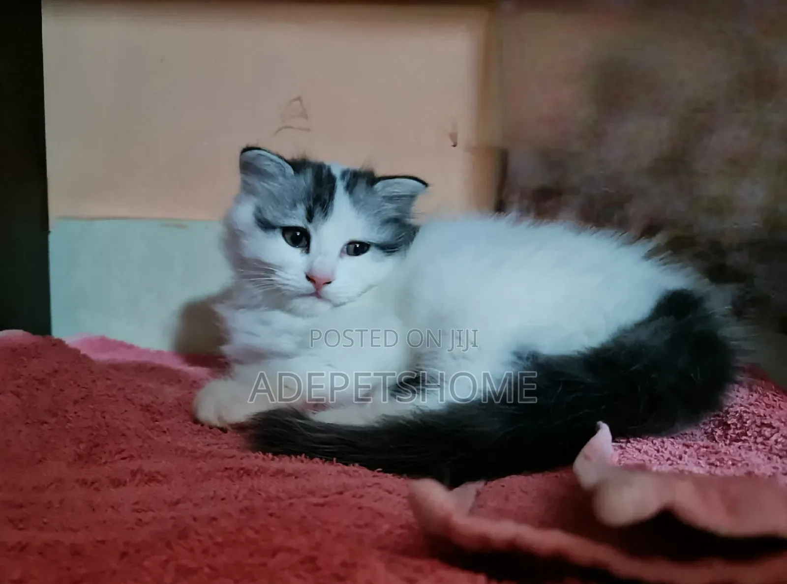 1-3 months Female Purebred Scottish Fold