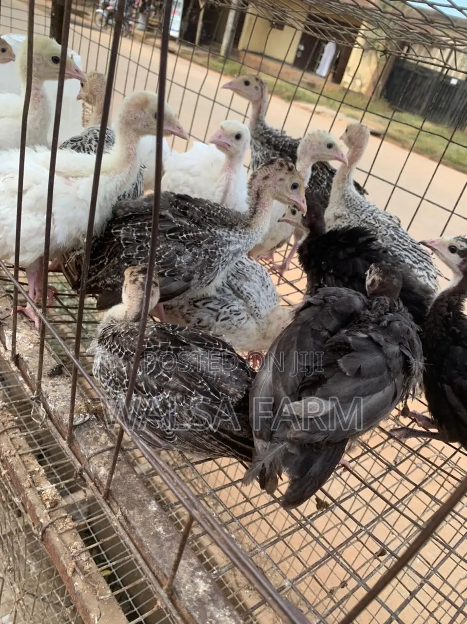 Healthy 6-8 Week Old Local Turkeys Now Available