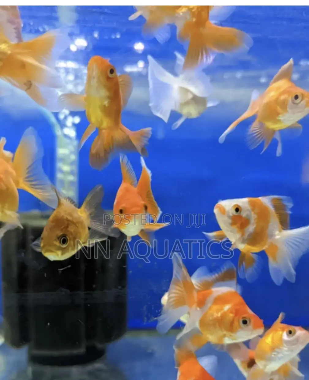 Ryukin Goldfish