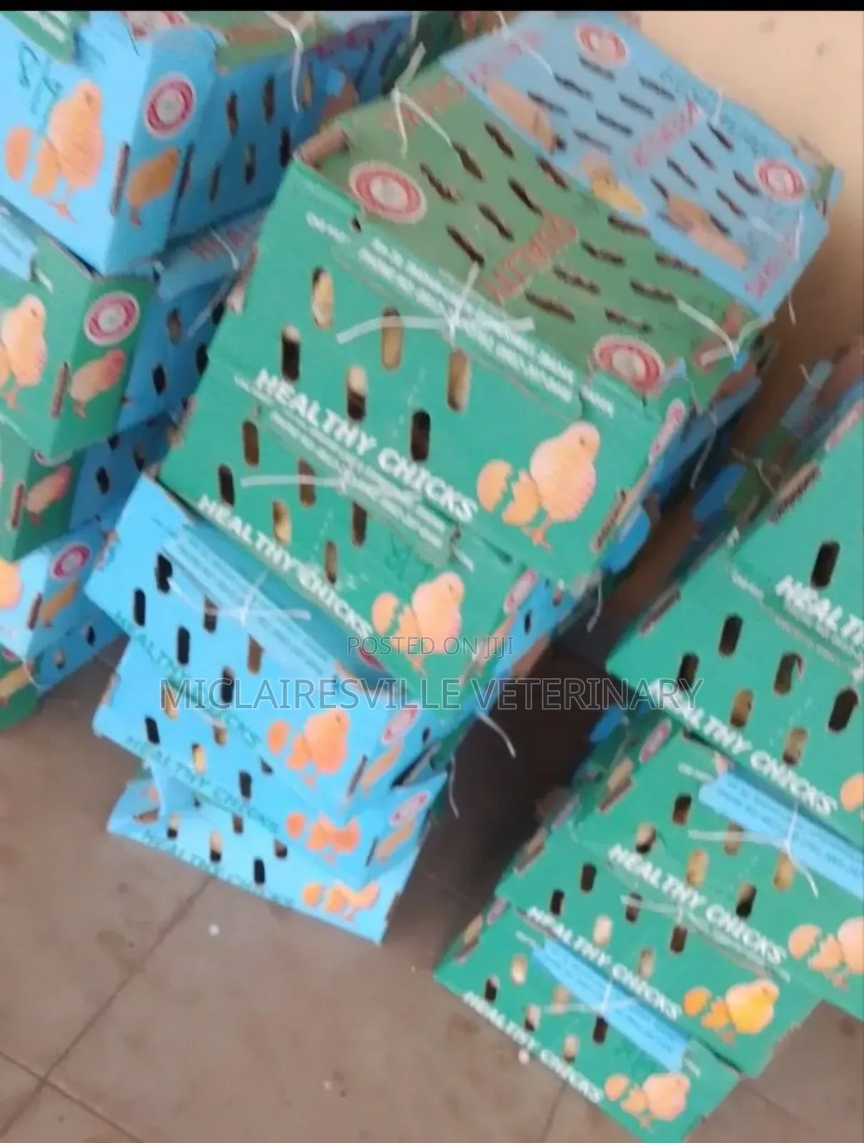 Day Old Chicks Supply