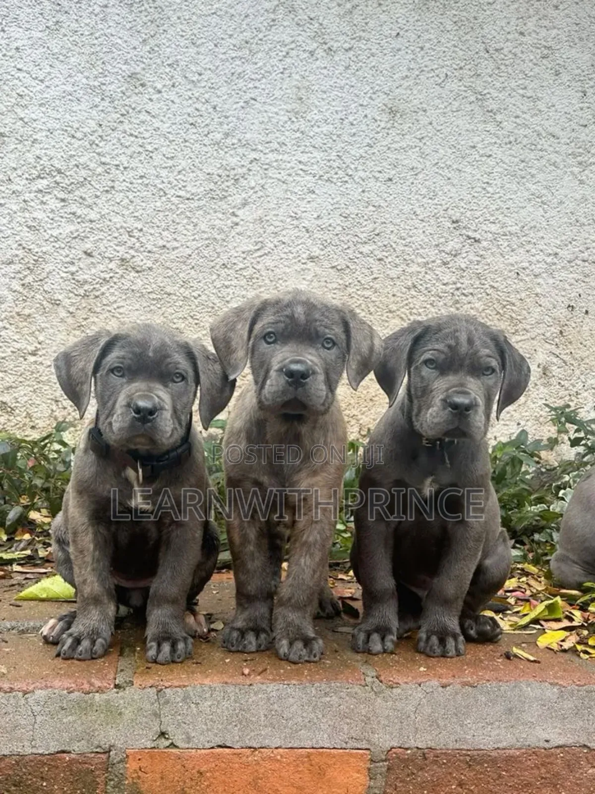 1-3 months Female Purebred Cane Corso