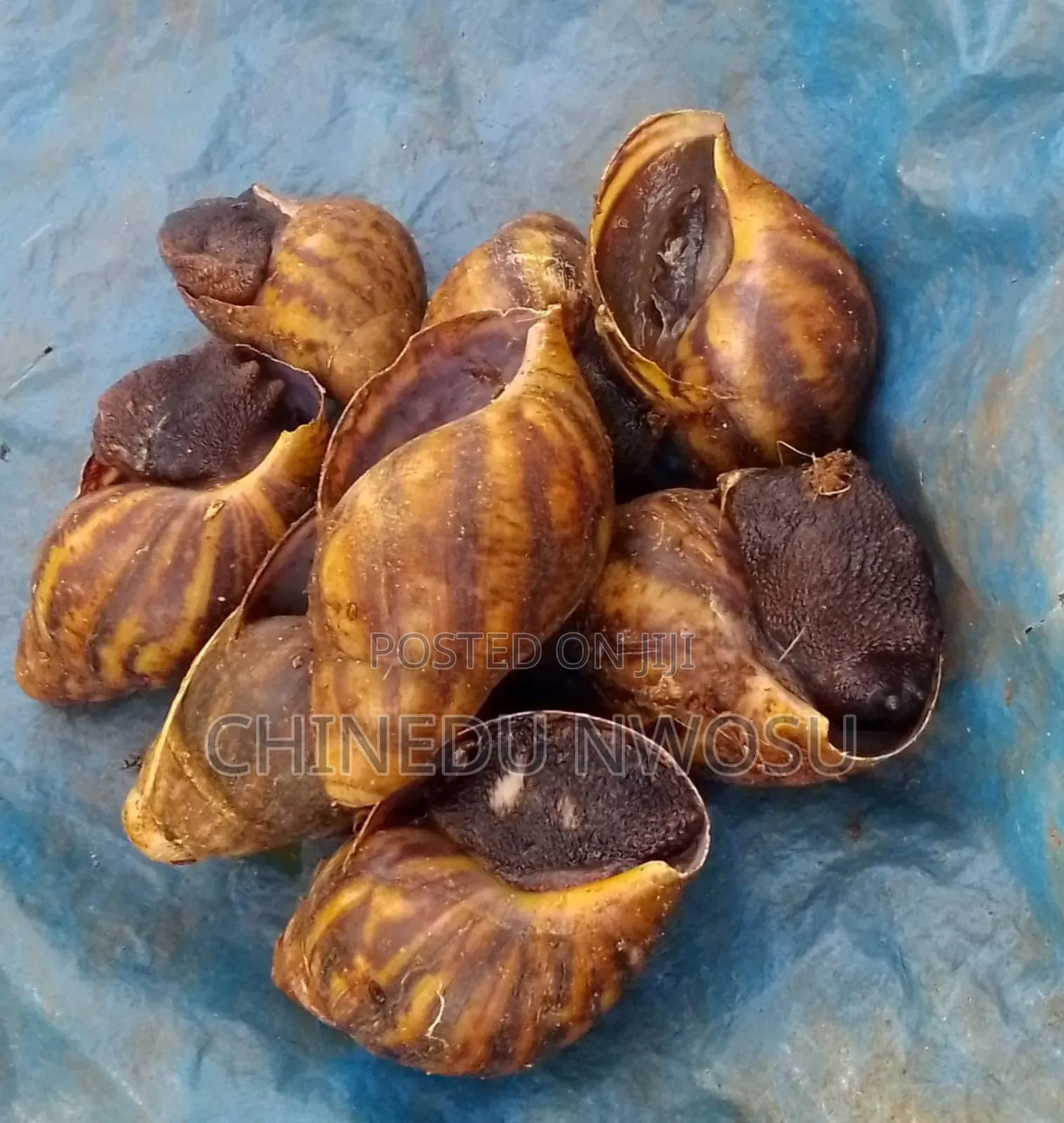 Amo Point Of Lay Snails