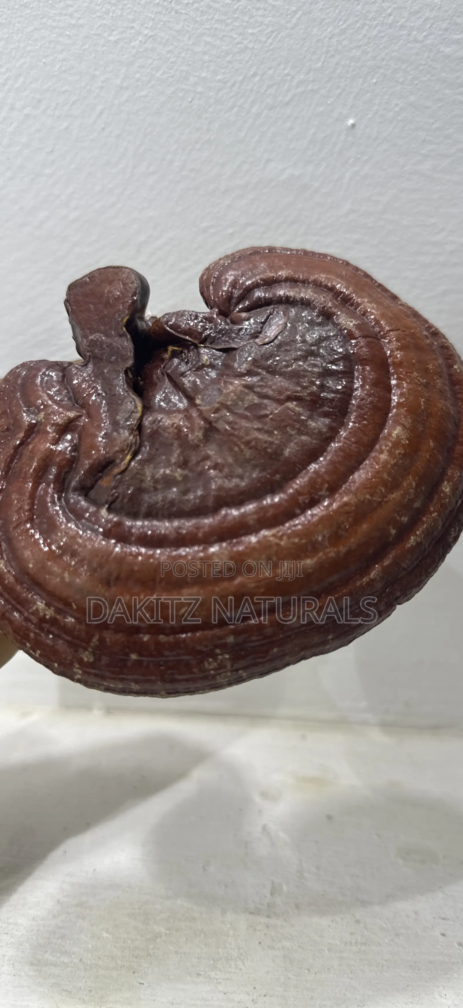 Reishi Mushroom 50g