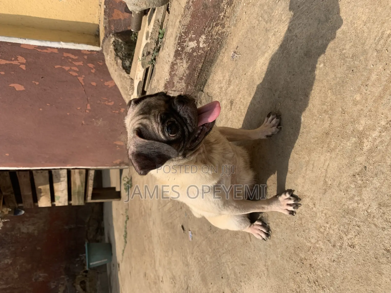 1+ year Female Purebred Pug