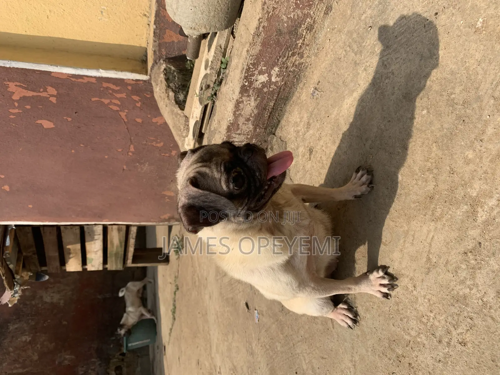 1+ year Female Purebred Pug