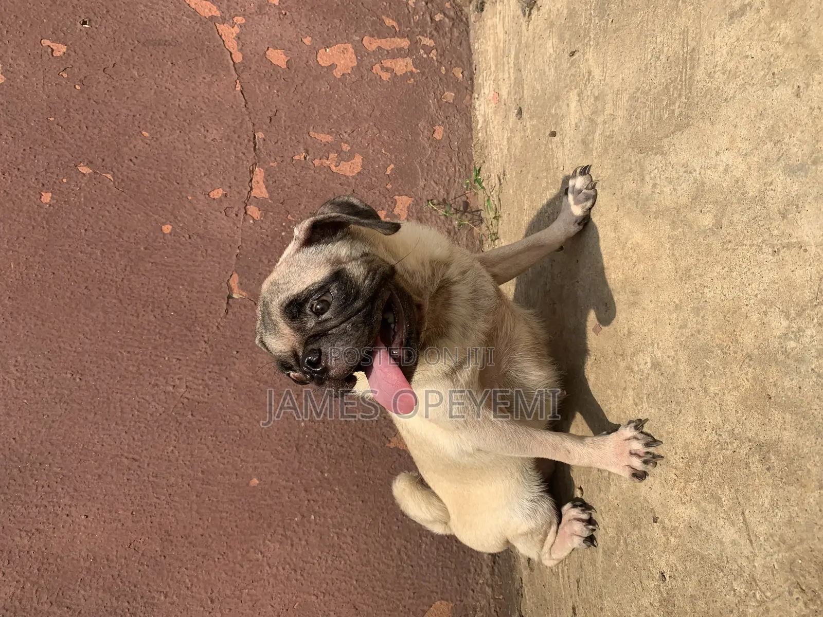 1+ year Female Purebred Pug