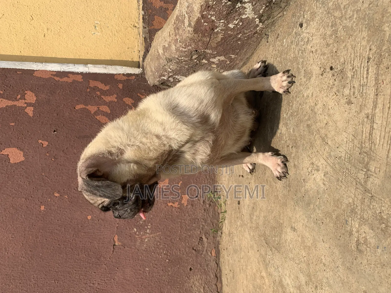 1+ year Female Purebred Pug