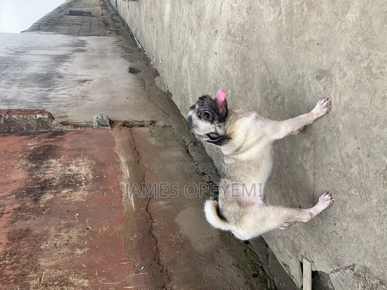 1+ year Male Purebred Pug