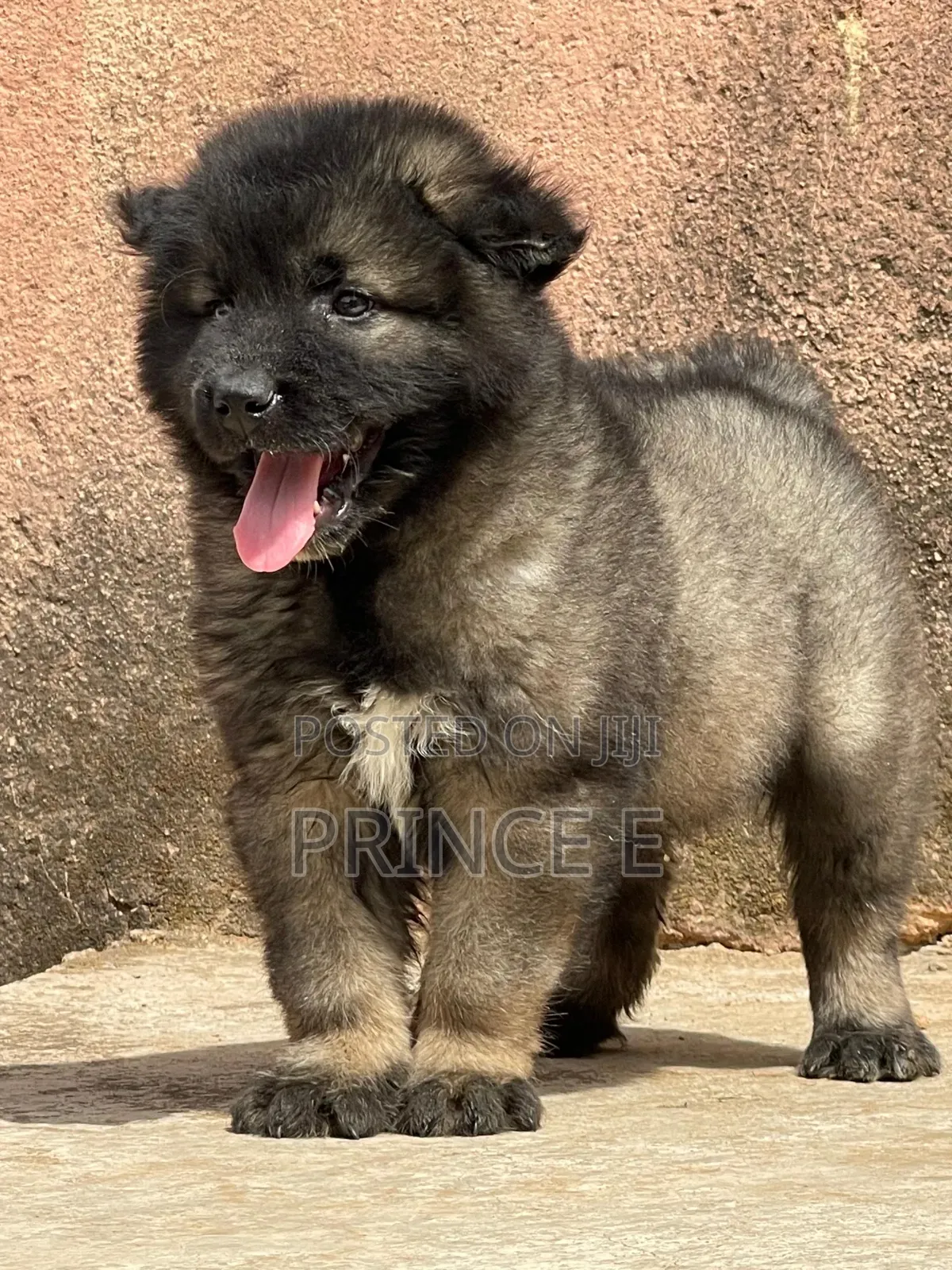 1-3 months Female Purebred Caucasian Shepherd