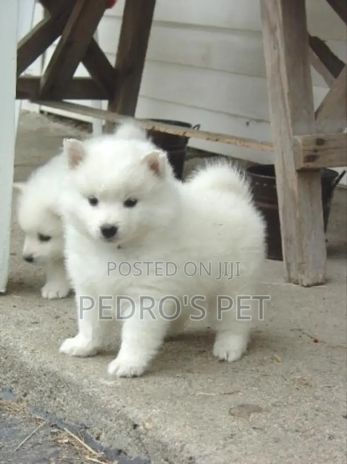 1-3 months Female Purebred American Eskimo