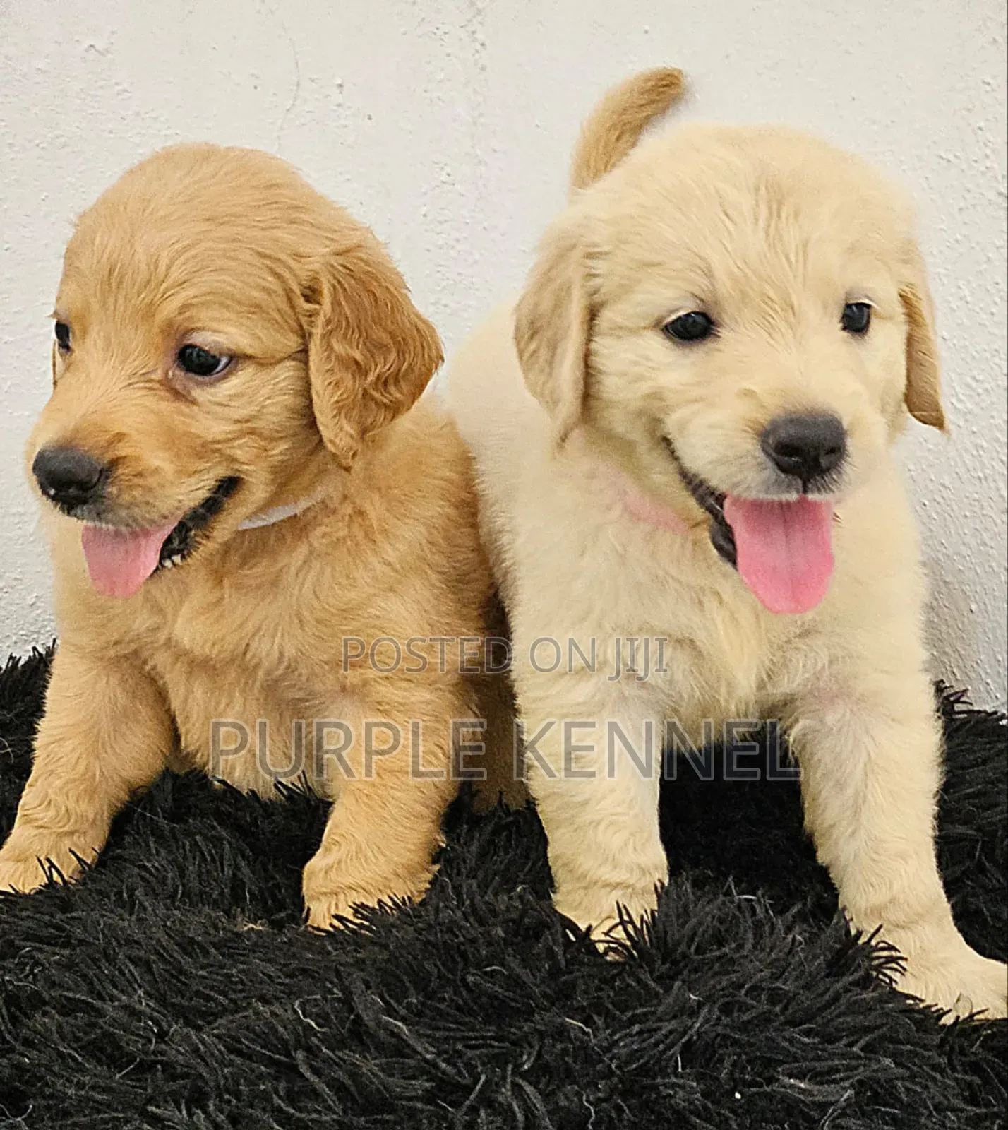 1-3 months Female Purebred Golden Retriever