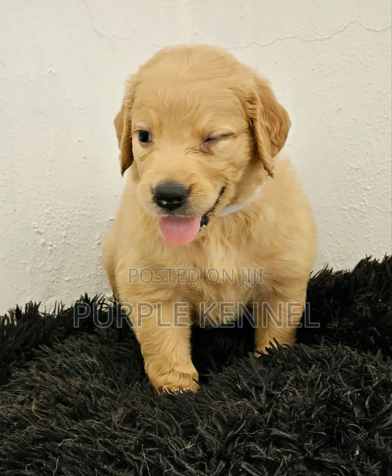 1-3 months Female Purebred Golden Retriever