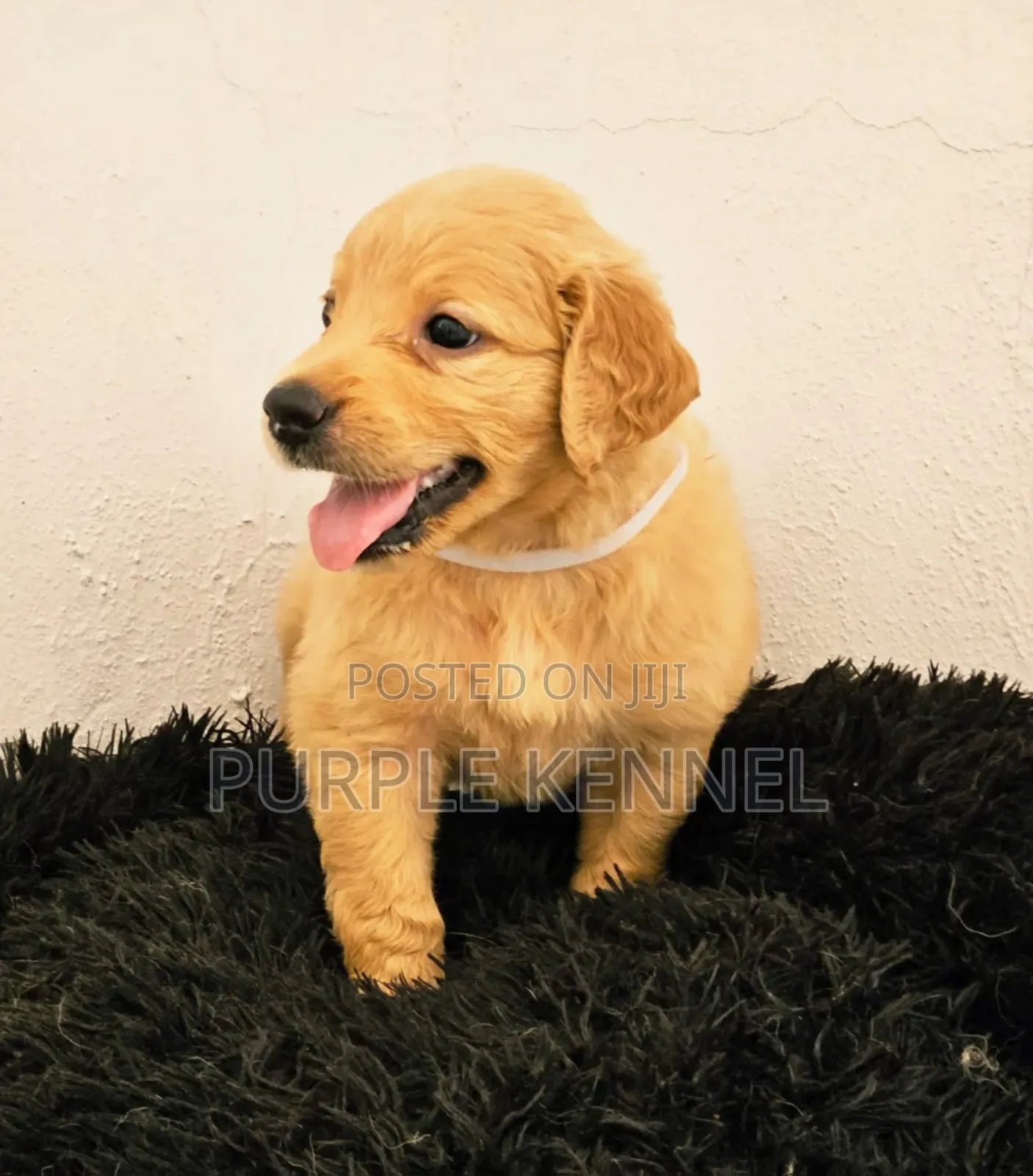 1-3 months Female Purebred Golden Retriever