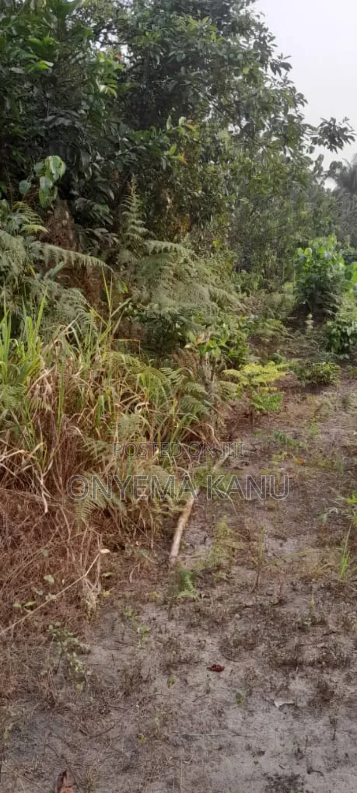 20 Fertile Plots for a Lucky Buyer.