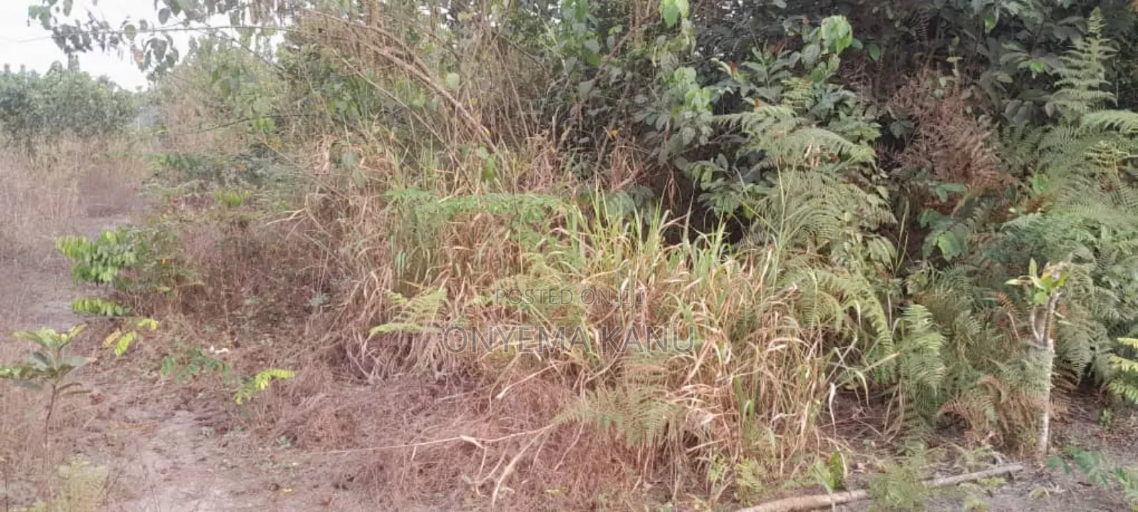 20 Fertile Plots for a Lucky Buyer.