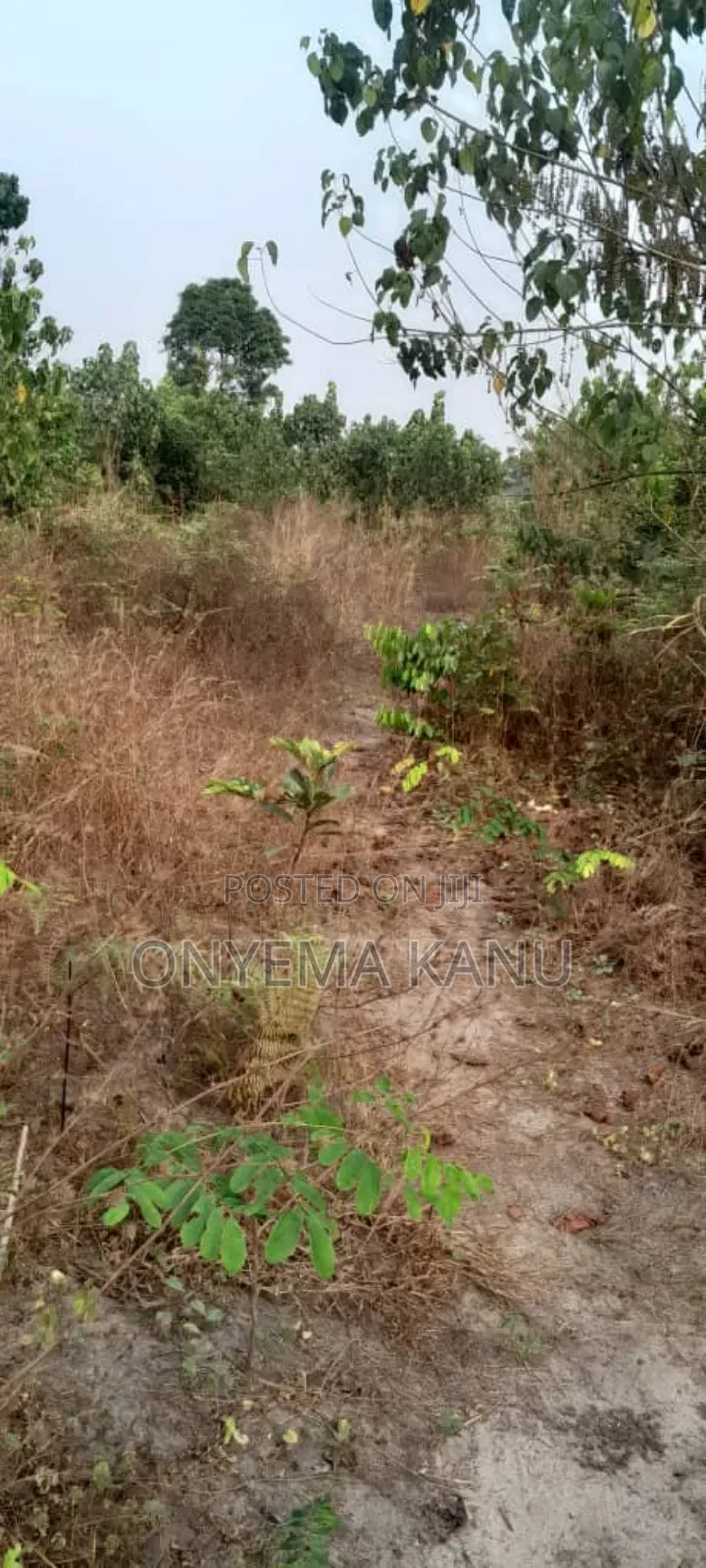 20 Fertile Plots for a Lucky Buyer.