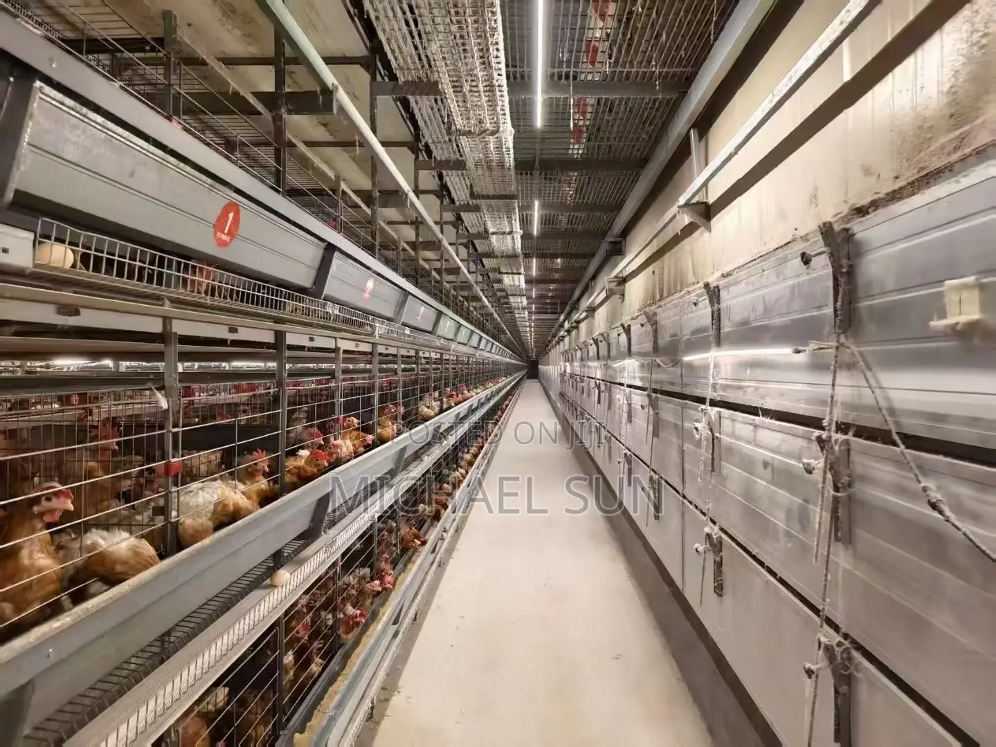 Poultry Cages