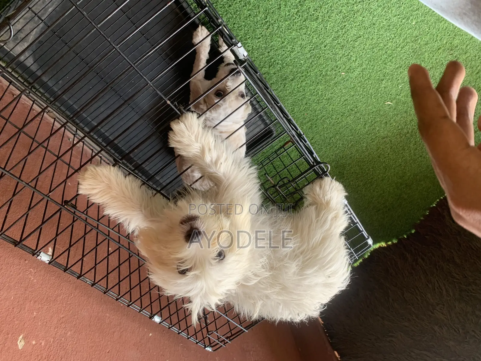 1-3 months Male Purebred Lhasa Apso