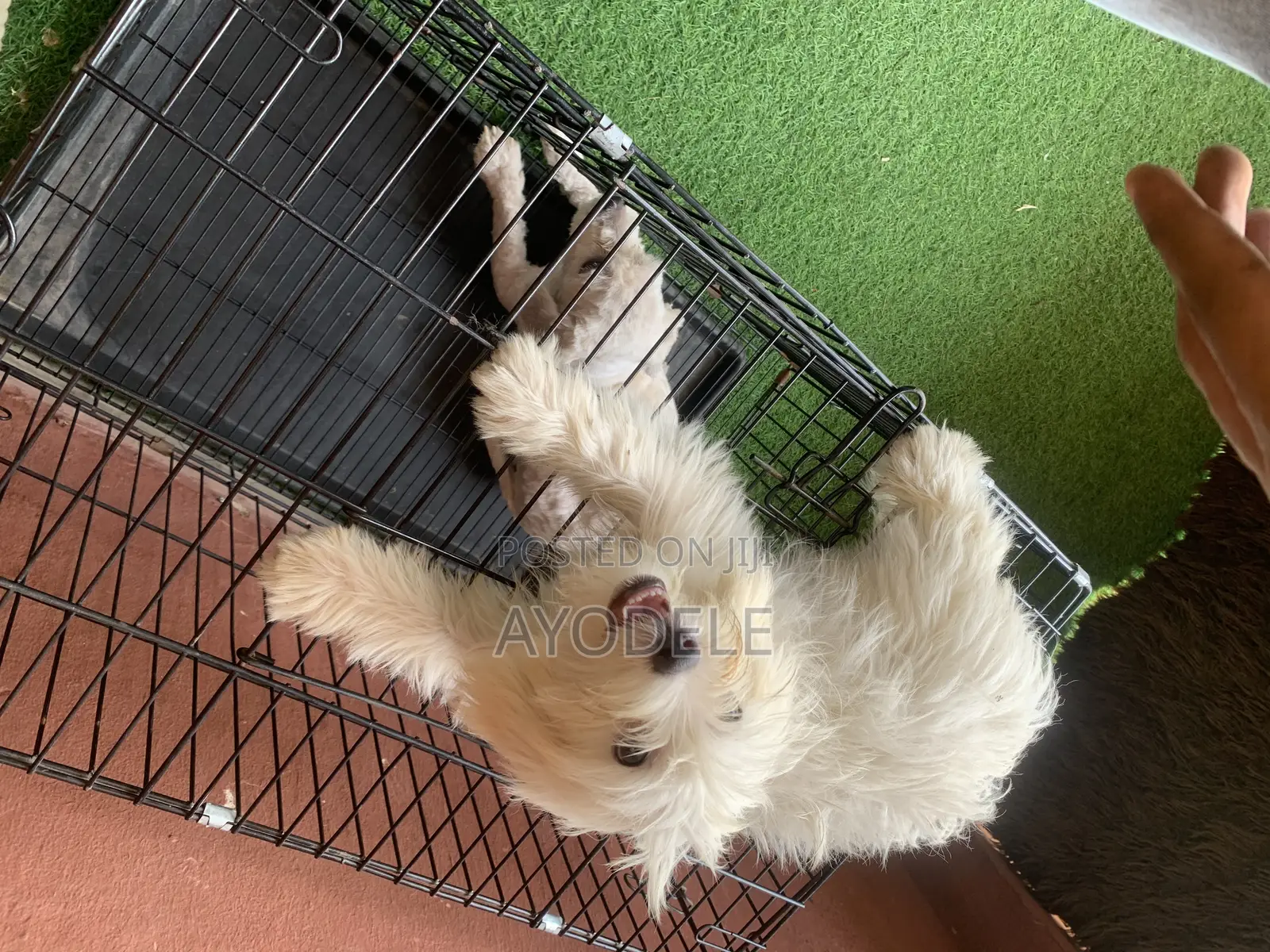 1-3 months Male Purebred Lhasa Apso