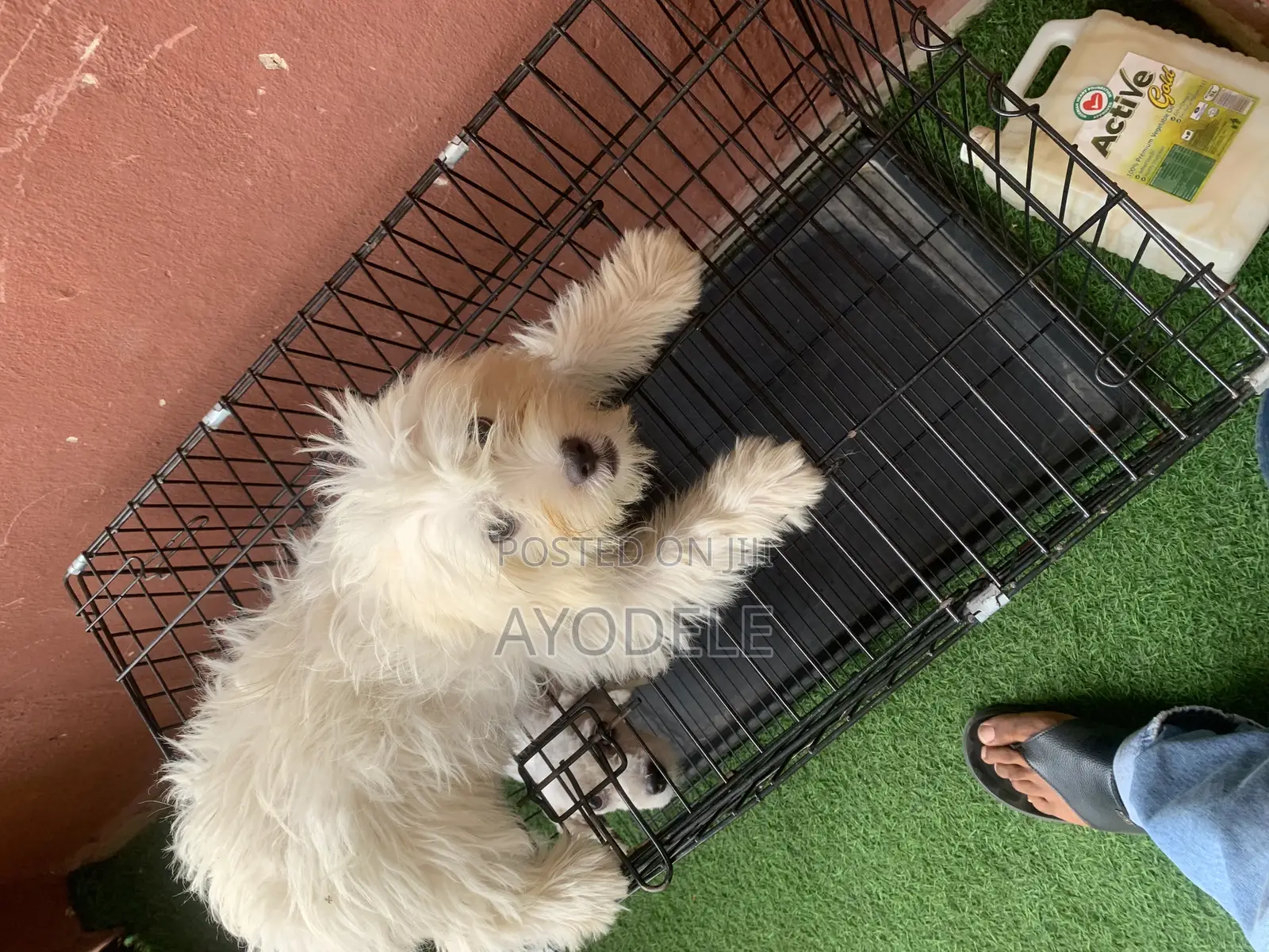 1-3 months Male Purebred Lhasa Apso