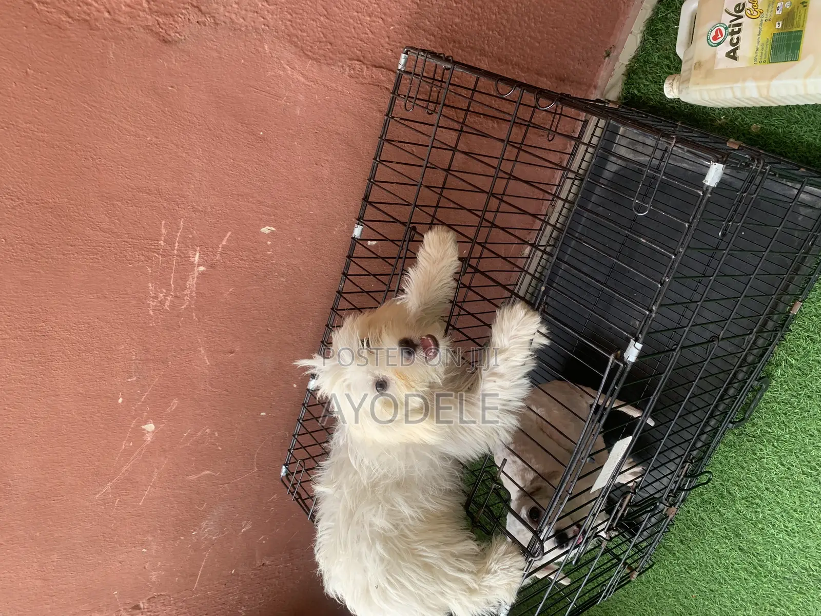 1-3 months Male Purebred Lhasa Apso