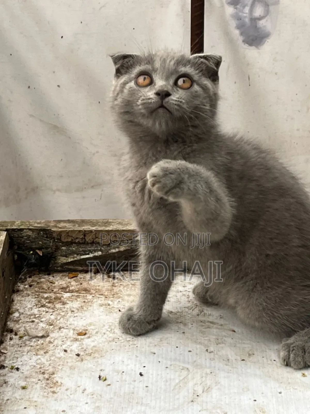 1-3 months Female Purebred Scottish Fold
