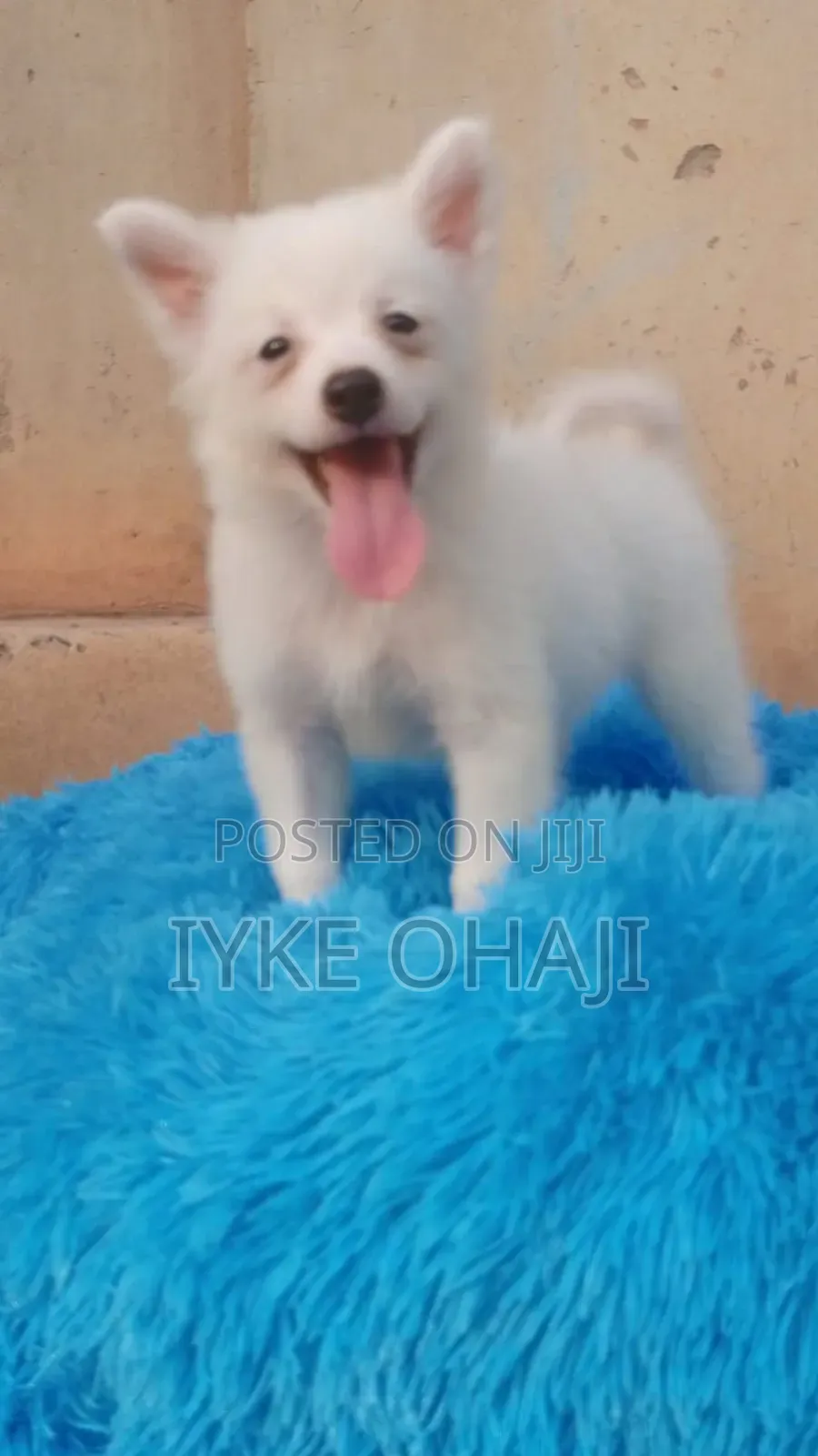 1-3 months Female Purebred American Eskimo