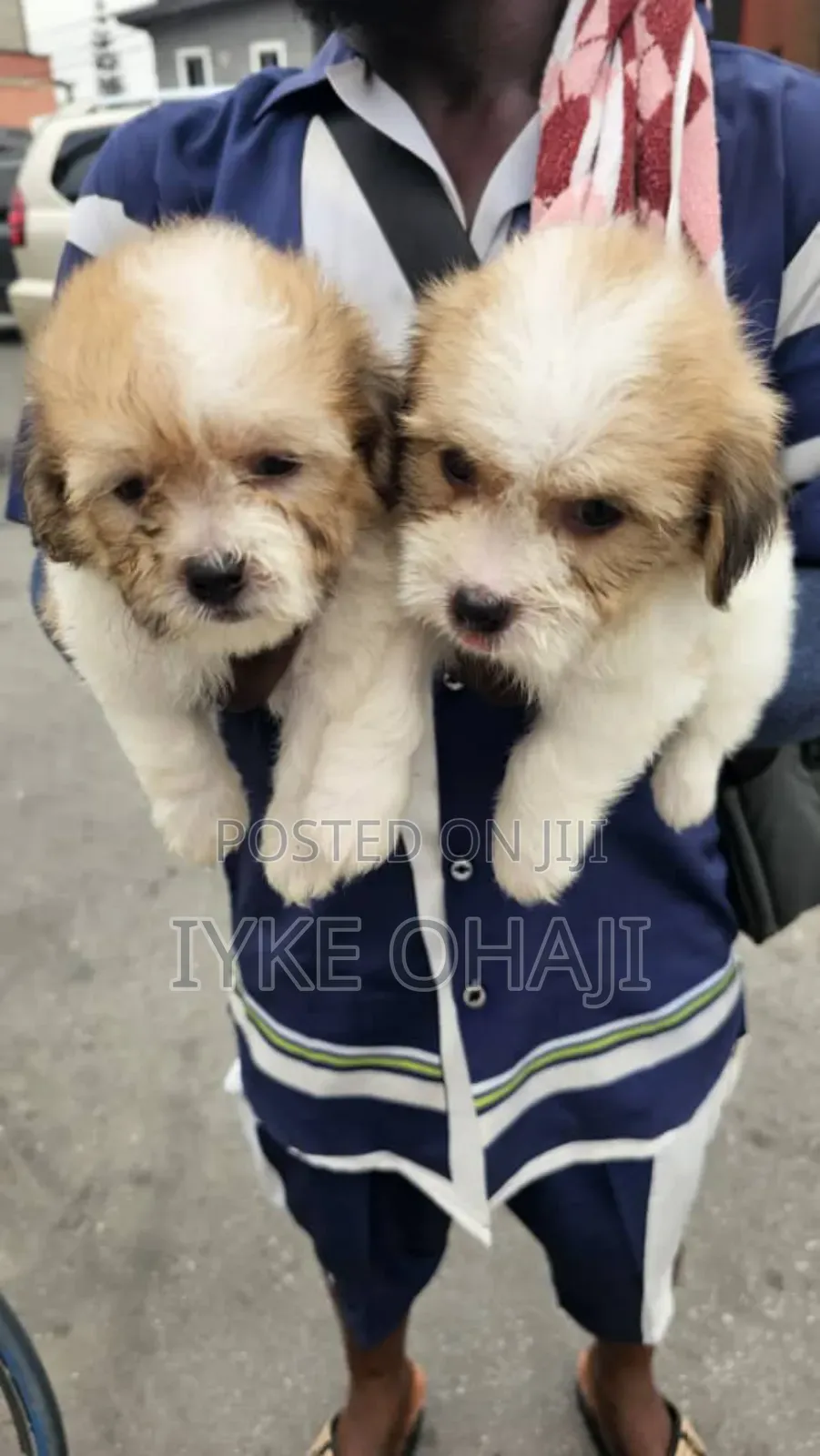 1-3 months Female Purebred Lhasa Apso
