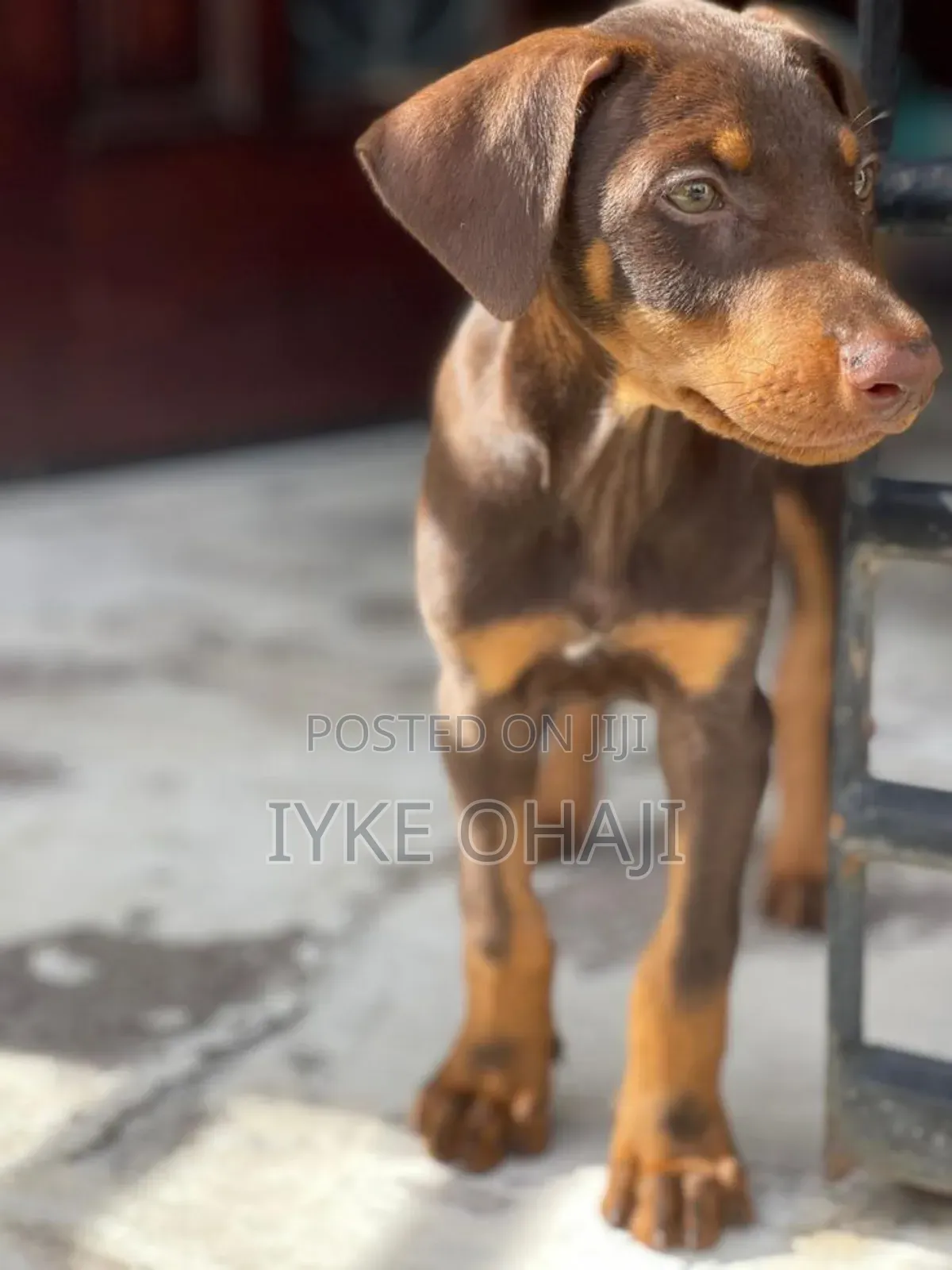 1-3 months Female Purebred Doberman Pinscher