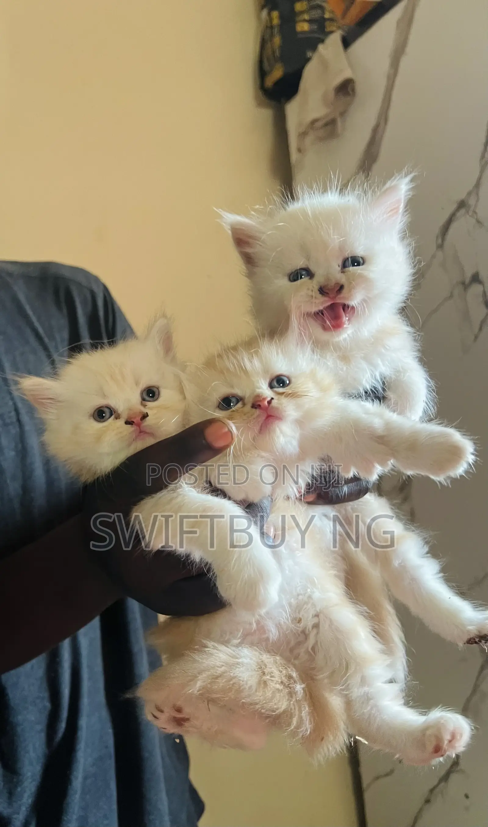 1-3 months Female Purebred Persian