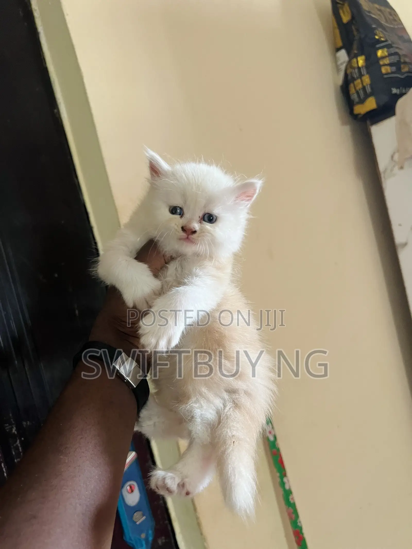 1-3 months Female Purebred Persian
