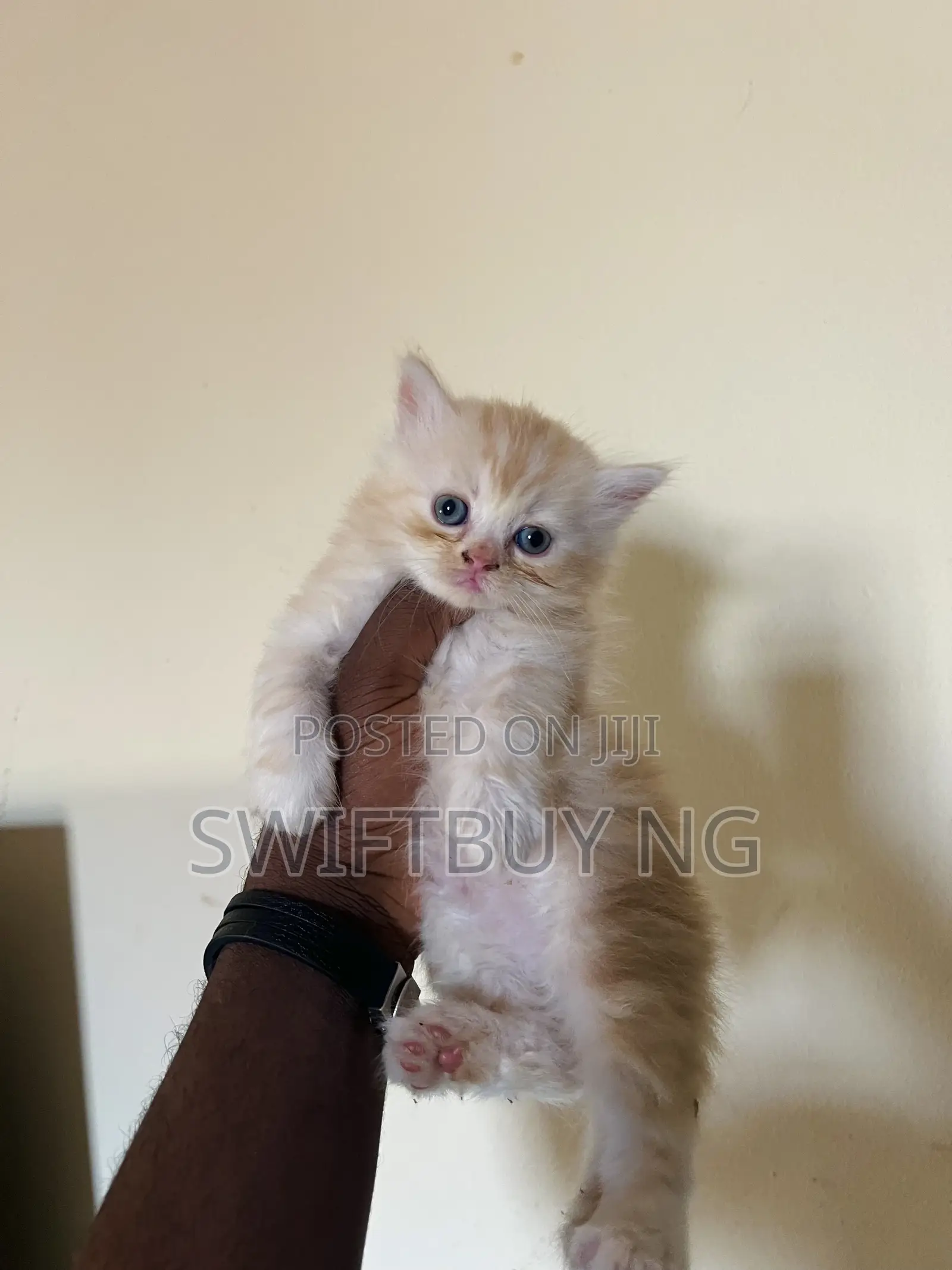 1-3 months Female Purebred Persian