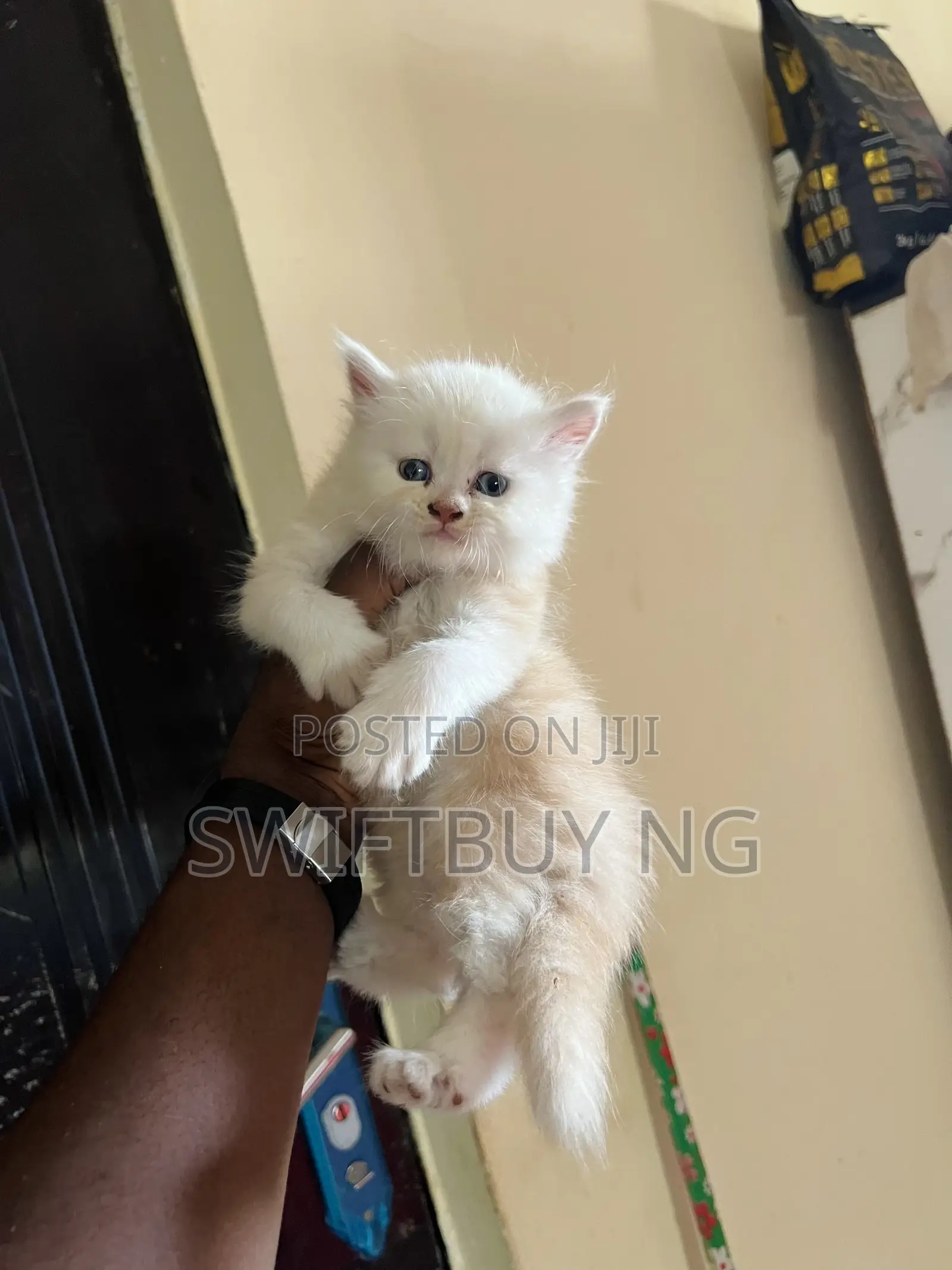 1-3 months Female Purebred Persian