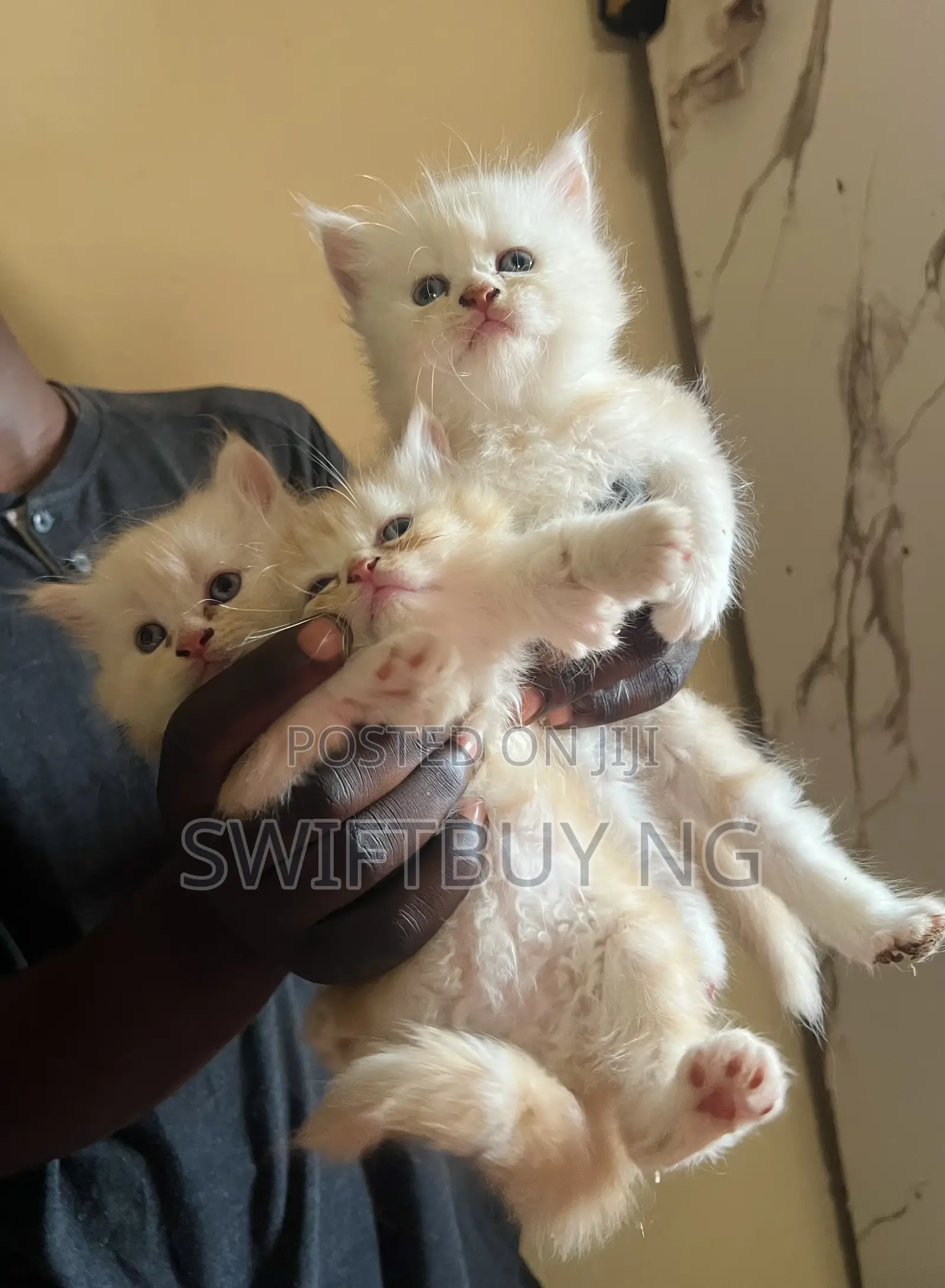 1-3 months Female Purebred Persian