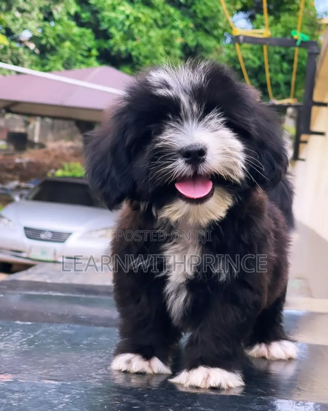 1-3 months Male Purebred Lhasa Apso