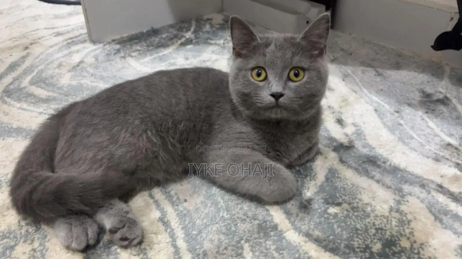 1-3 months Female Purebred Scottish Fold